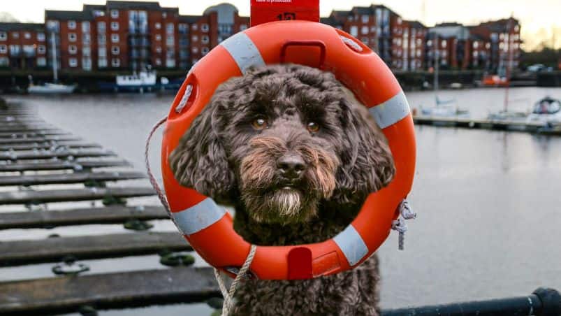 Assistentiehond Sophie staat op steiger met een reddingsboei om haar nek