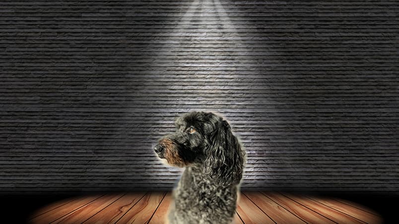 Assistance dog Sophie sits on a stage in a spotlight