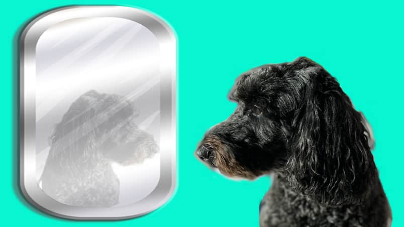 Assistance dog Sophie looks into a mirror and sees a faded image of herself.