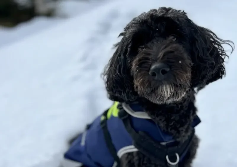 Assistance dog Sophie sits with a blanket on in the snow