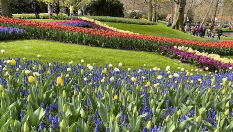 Several beds with different types of flowers.