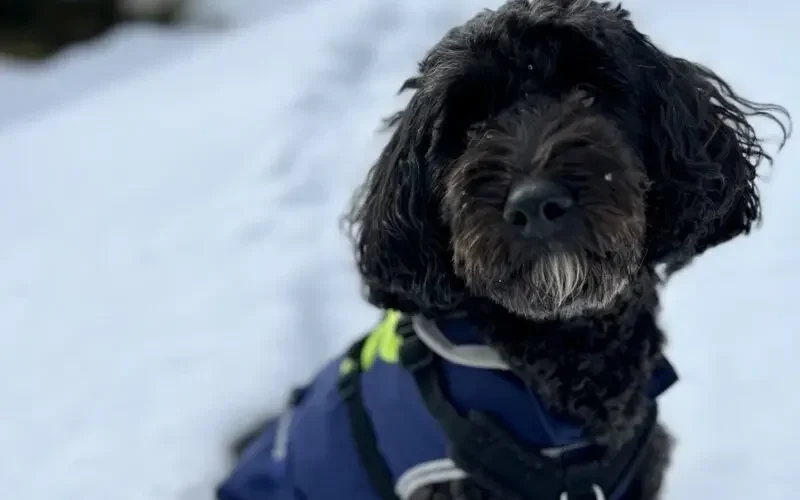 Assistentiehond Sophie zit met een dekje aan in de sneeuw